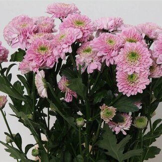 Freshy Troschrysant Chrysanthemum “Letsgo Pink” | Kleur: Paars | Lengte ± 70 centimeter | Per 10 stelen verse bloemen