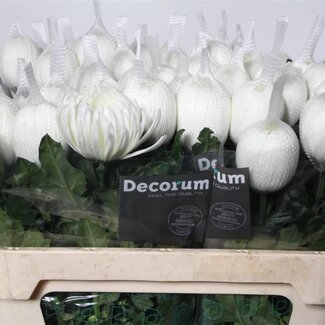 Freshy Deco Chrysanthemum Chrysant “Antonov” | Kleur: Wit | Lengte ± 70 centimeter | Per 10 verse bloemen