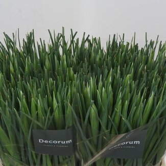 Freshy Iris “Blue Magic” | Colour: Blue | Length ± 62 centimeter | Per 50 stems fresh flowers