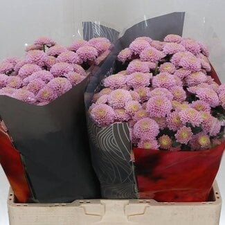 Freshy Chrysant santini Ellison Sweet X L
