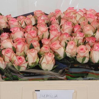 Freshy Rozen “Jumilia” | Kleur: Wit Roze | Lengte ± 50 centimeter | Per 20 rozen