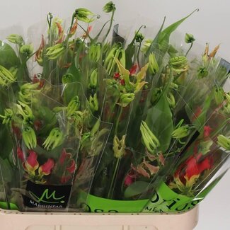 Freshy Gloriosa “Fifty Shades” | Colour: Red | Length ± 80 centimetre | Per 5 stems fresh flowers