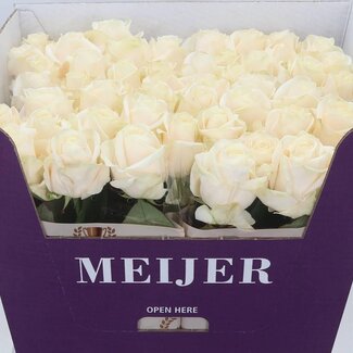 Freshy Roses “Four Seasons” | Colour: White | Length ± 70 centimetre | Per 10 roses
