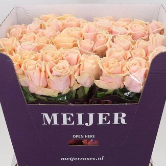 Freshy Roses “Pearl Avalanche” | Couleur: Rose | Longueur ± 70 centimeter | Par 10 roses