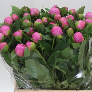 Freshy Paeonia Pivoine L “Mr Jules Elie” | Couleur: Violet | Longueur ± 60 centimeter | Par 10 fleurs fraîches