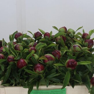 Freshy Paeonia Pioenroos L “Red Charm” | Kleur: Rood | Lengte ± 50 centimeter | Per 10 verse bloemen