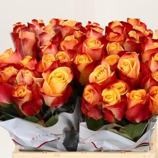Freshy Roses “Pebbles” | Couleur: Orange | Longueur ± 40 centimeter | Par 20 roses