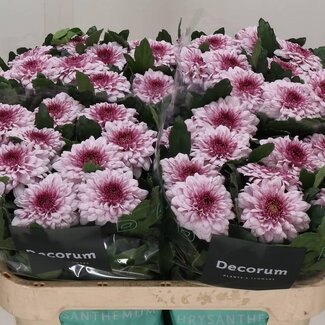 Freshy Déco Chrysanthème Chrysant “Pip Pretty” | Couleur: Rose | Longueur ± 70 centimeter | Par 10 fleurs fraîches