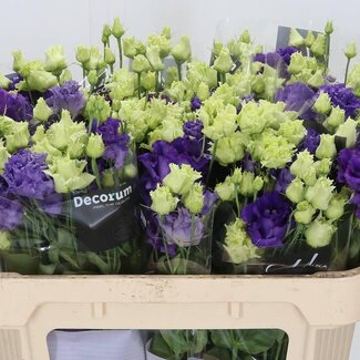 Freshy Eustoma Lisianthus Double “Alissa Bleu” | Couleur: Bleu | Longueur ± 70 centimeter | Par 10 tiges de fleurs fraîches