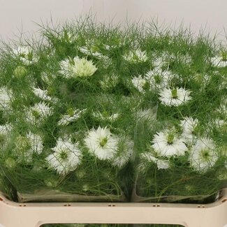 Freshy Nigella Love-in-a-mist “White Lady” | Colour: White | Length ± 70 centimeter | Per 50 stems fresh flowers