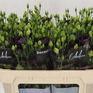 Freshy Eustoma Lisianthus à fleur simple “Bohemian Black Violet” | Couleur: Violet | Longueur ± 70 centimeter | Par 10 tiges de fleurs fraîches