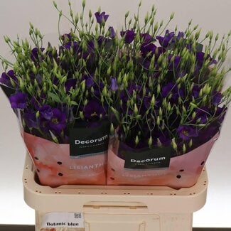 Freshy Eustoma Lisianthus à fleurs simples “Botanic Blue” | Couleur: Bleu | Longueur ± 70 centimètre | Par 10 tiges de fleurs fraîches