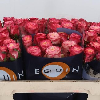 Freshy Roses “Mai Tai” | Couleur: Rose | Longueur ± 70 centimètres | Par 20 roses