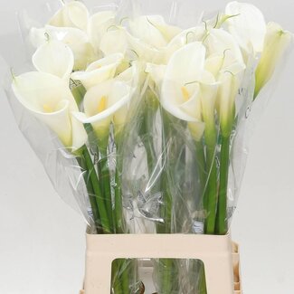 Freshy Zantedeschia Calla “Colombe Paix” | Kleur: Wit | Lengte ± 70 centimeter | Per 10 verse bloemen