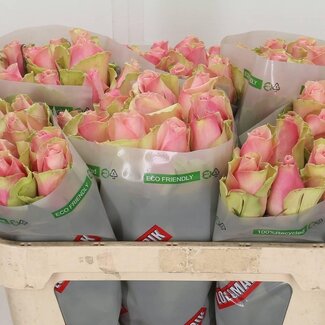 Freshy Roses “Belle Rose” | Couleur: Rose | Longueur ± 70 centimètre | Par 10 roses