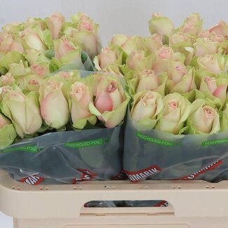 Freshy Roses “La Belle” | Couleur: Rose | Longueur ± 60 centimeter | Par 10 roses