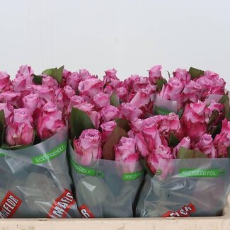 Freshy Roses “Maritim” | Couleur: Violet | Longueur ± 50 centimeter | Par 10 roses