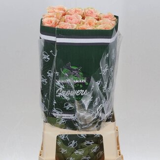 Freshy Rose à grandes fleurs “Phoenix” | Couleur: Rose Orange | Longueur ± 60 centimètre | Origine Équateur | Par 25 fleurs fraîches