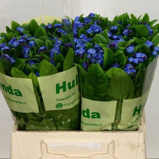 Freshy Myosotis Myosotis | Couleur: Bleu | Longueur ± 40 centimeter | Par 40 tiges de fleurs fraîches