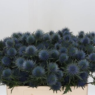 Freshy Eryngium Panicaut “Magnetar Questar” | Couleur: Bleu | Longueur ± 50 centimeter | Par 10 tiges fleurs fraîches