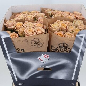 Freshy Roses “Cappuccino” | Couleur: Rose | Longueur ± 60 centimeter | Par 20 roses