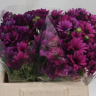 Freshy Dimorphotheca Osteospermum Marguerite espagnole Violet | Couleur: Violet | Longueur ± 40 centimeter | Par 50 fleurs fraîches