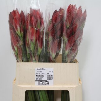 Freshy Amarillis Amaryllis | Kleur: Rood Oranje | Lengte ± 60 centimeter | Per 30 verse bloemen