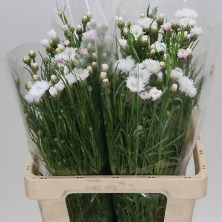 Freshy Centaurea Bleuet Blanc | Couleur: Bleu | Longueur ± 60 centimeter | Par 50 fleurs fraîches