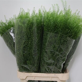 Freshy Thlaspi Boerenkers “Green Bell” | Colour: Green | Length ± 90 centimetre | Per 25 stems