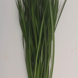 Freshy Typha massette | Couleur: Groen -> wait not allowed. Correction: Need maintain color translation. Let's recompute: Provided message included 'Typha Lisdodde | Kleur: Groen | Lengte ± 70 centimeter | Per 5 takken' The assistant did translate but left 'Groe