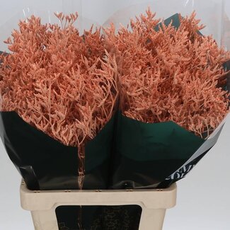 Freshy Limonium “Skylight Saumon” Coloré | Couleur: Saumon | Longueur ± 70 centimeter | Par 25 tiges de fleurs fraîches