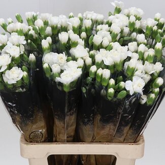 Freshy Spray carnation “Ibis” | Colour: White | Length ± 60 centimetre | Per 25 fresh flowers