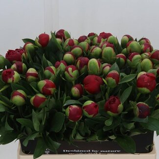 Freshy Paeonia Peony “Diana Parks” | Colour: Red | Length ± 60 centimetre | Per 10 fresh flowers