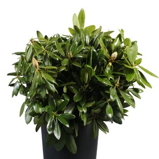Freshy Rhododendron Feuillage de coupe | Couleur: Vert | Longueur ± 60 centimeter | Par 50 branches