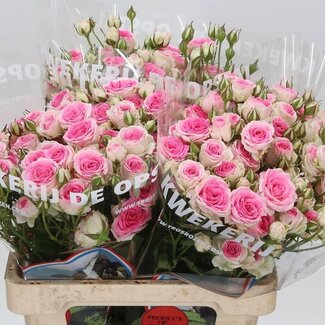 Freshy Spray rose “Mimi Eden” | Colour: Pink | Length ± 60 centimeter | Per 10 roses