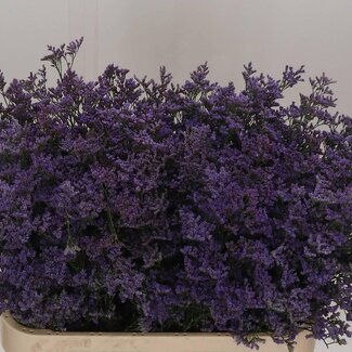 Freshy Limonium Safora “Bleu Classique” | Couleur: Bleu | Longueur ± 80 centimeter | Par 25 tiges de fleurs fraîches