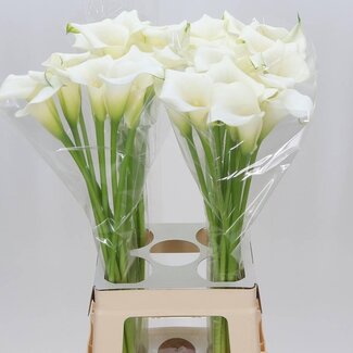 Freshy Zantedeschia Calla “Crystal Clear” | Couleur: Blanc | Longueur ± 70 centimeter | Par 10 fleurs fraîches