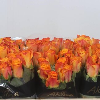 Freshy Roses “Marie-claire” | Couleur: Jaune Orange | Longueur ± 50 centimeter | Par 20 roses