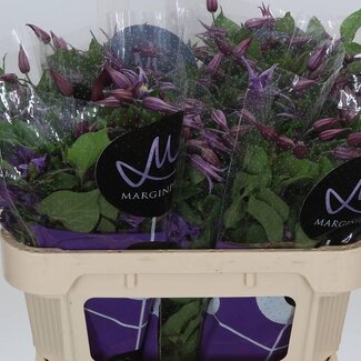 Freshy Clematis “Amazing Rome” | Couleur: Bleu | Longueur ± 70 centimeter | Par 10 tiges de fleurs fraîches