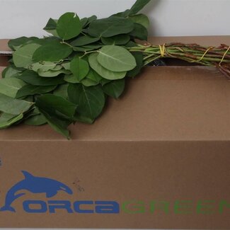 Freshy Salal Gaultheria Feuillage à couper “Tips Orca” | Couleur: Vert | Longueur ± 40 centimètre | Par 5 bottes