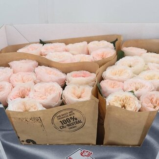 Freshy Roses “Paradise Beach” | Couleur: Rose | Longueur ± 60 centimeter | Par 20 roses