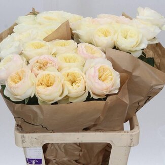 Freshy Rosen “Stanley Park” | Farbe: Weiß | Länge ± 60 centimeter | Pro 20 Rosen