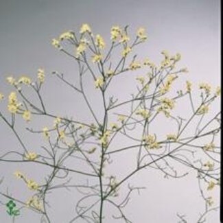 Freshy Limonium Statice Sinuata “China White” | Colour: White | Length ± 70 centimeter | Per 25 stems fresh flowers