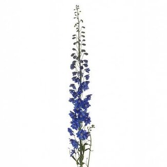 Freshy Delphinium Elatum Larkspur “Candle Blue Shades” | Colour: Blue | Length ± 80 centimeter | Per 10 stems fresh flowers