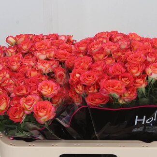 Freshy Spray rose “Summer Dance” | Colour: Red | Length ± 60 centimetre | Per 10 roses