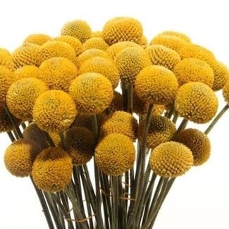 Freshy Craspedia Trommelstokjes “Paint Pop” | Kleur: Geel | Lengte ± 55 centimeter | Per 50 stelen verse bloemen