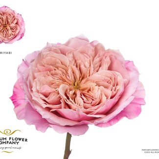 Freshy Roses Wabara “Miyabi” | Couleur: Rose | Longueur ± 50 centimeter | Par 12 roses