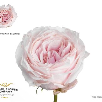 Freshy Roses Wabara “Tsumugi” | Colour: Pink | Length ± 50 centimetre | Per 12 roses