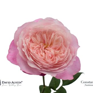 Freshy Rosen David Austin “Constance” | Farbe: Rosa | Länge ± 50 centimeter | Pro 12 Rosen