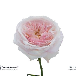 Freshy Roses David Austin “Keira” | Colour: Pink | Length ± 50 centimetre | Per 12 roses